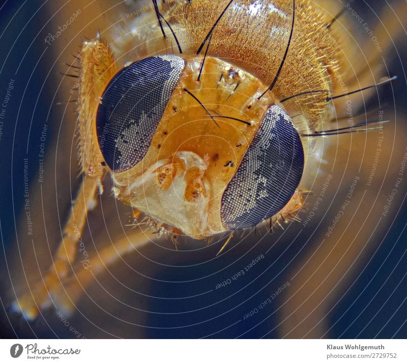 Sauerdorn-Bohrfliege ? Umwelt Natur Tier Herbst Garten Park Fliege 1 blau gelb schwarz Tod Facettenauge Chitin Farbfoto Innenaufnahme Menschenleer