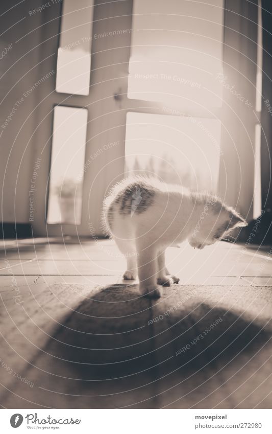 Schattenspiel Tier Haustier Katze 1 Tierjunges beobachten Blick stehen kuschlig Stimmung Neugier Interesse Gedeckte Farben Innenaufnahme Textfreiraum oben