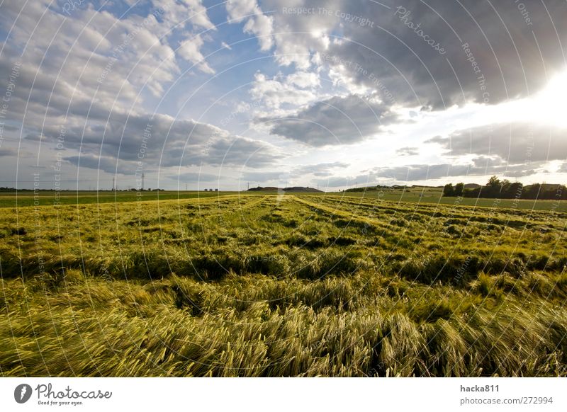 Gedrücktes Getreide Lebensmittel Ernährung Frühstück Ferne Freiheit Erntedankfest Natur Landschaft Pflanze Himmel Wolken Sonne Sonnenlicht Sommer Wetter