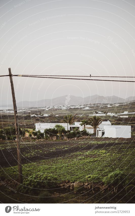 lanzarote Ferien & Urlaub & Reisen Umwelt Landschaft Zufriedenheit Lebensfreude ruhig Reisefotografie Kanaren Strommast leer Energie Vogel Einsamkeit einzeln