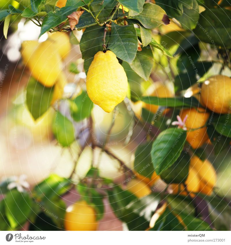 Orange Garden V Umwelt Natur Landschaft Pflanze ästhetisch sauer Zitrone Zitronensaft zitronengelb Zitronenbaum Zitronenblatt Wachstum Frucht Vitamin C