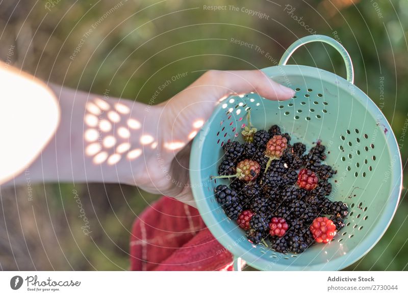 Sieb mit Brombeeren Frau Garten Pflanze Natur Sommer organisch Gesundheit Landwirtschaft Lebensmittel reif Ernte frisch Beeren lecker roh Diät Zutaten Ernährung