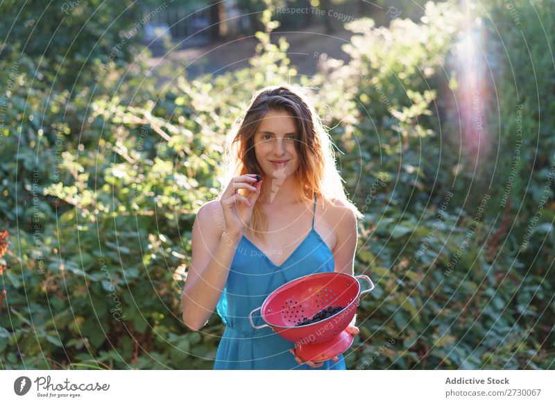 Mädchen mit Beeren im Hinterhof Frau Garten sammelnd Kommissionierung Ernte süß Landwirtschaft Gärtner Natur reif organisch natürlich frisch Sträucher Vitamin