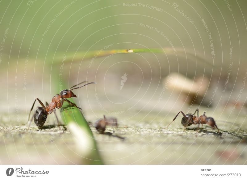 B-Meise Umwelt Natur Tier Wildtier 2 braun grün rot Ameise Insekt Halm Farbfoto Außenaufnahme Nahaufnahme Menschenleer Textfreiraum oben Tag Licht Schatten