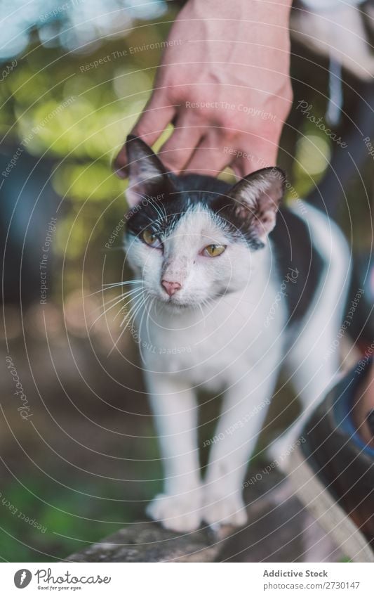 Person, die die Katze am Zaun streichelt. Mensch Streicheln liebenswert Blick Liebe Mischling Katzenbaby Art Natur süß Kraulen Dorf klein Haustier Muschi