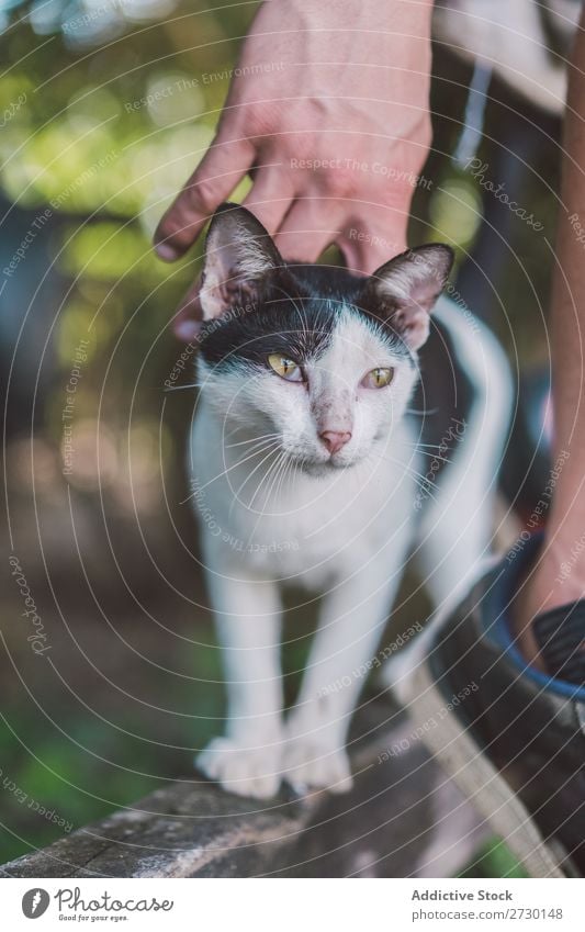 Person, die die Katze am Zaun streichelt. Mensch Streicheln liebenswert Blick Liebe Mischling Katzenbaby Art Natur süß Kraulen Dorf klein Haustier Muschi