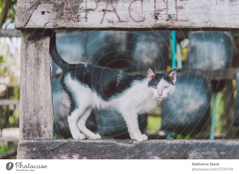 Katze posiert auf dem Zaun liebenswert Blick Liebe Mischling Katzenbaby Art Natur süß Dorf klein Haustier Muschi ländlich stehen grün Fröhlichkeit Streicheln