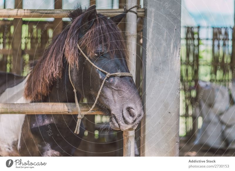 Kleines Fohlen im Paddock Pferd Essen Sattelkammer klein Kind Weide Natur Sommer schön Bauernhof grün Tier Beautyfotografie Landschaft ländlich Hengst