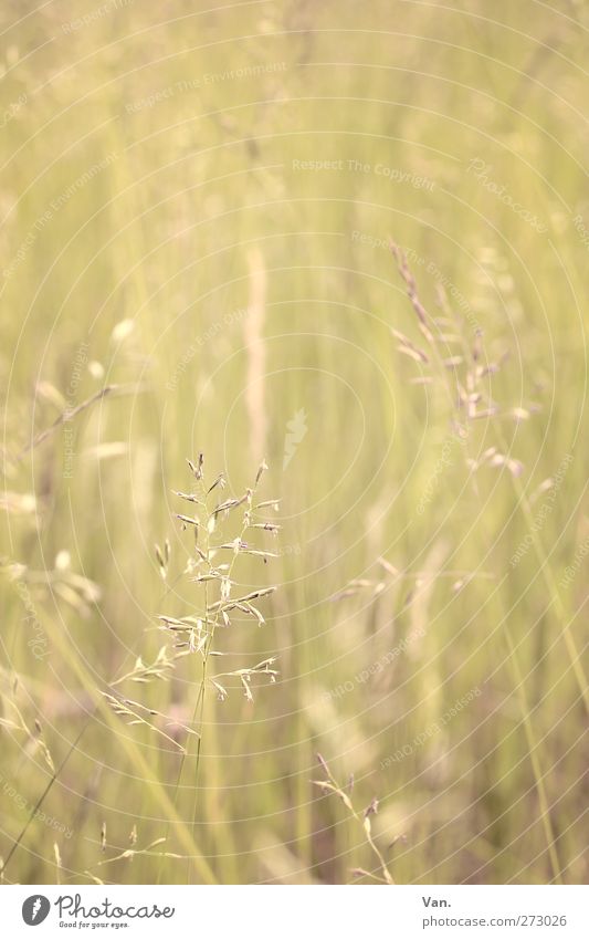 Ein Hauch von Sommer Natur Pflanze Frühling Gras Gräserblüte Wiese Wachstum Wärme gelb zart Farbfoto Gedeckte Farben Außenaufnahme Nahaufnahme Menschenleer Tag