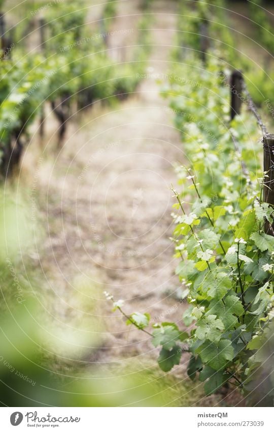 Am Berg. Umwelt Natur Landschaft Pflanze ästhetisch Wein Weinberg Weintrauben Weinlese Weinbau Berge u. Gebirge Berghang grün Reihe aufgereiht Sachsen züchten