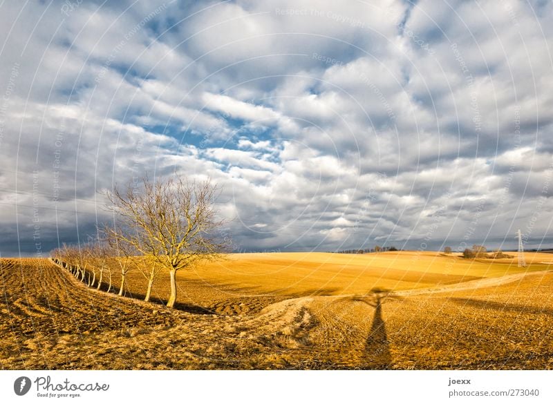 Kopf frei Himmel Wolken Horizont Herbst Wetter Schönes Wetter Baum Feld frisch hell blau braun weiß ruhig Idylle Klima Umwelt Ferne Farbfoto mehrfarbig