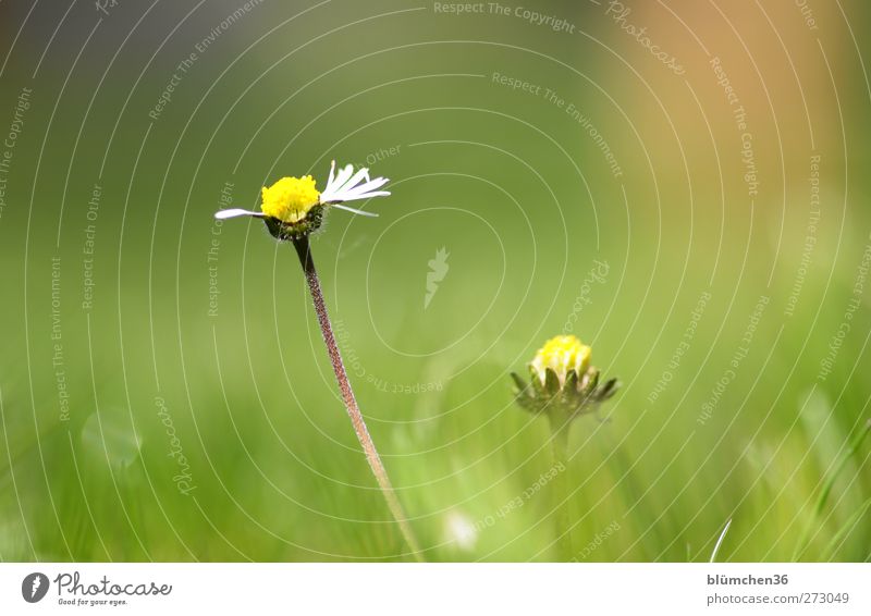 Er liebt mich! Er liebt mich nicht... Natur Frühling Sommer Schönes Wetter Pflanze Blume Blüte Gänseblümchen Korbblütengewächs Heilpflanzen Blühend leuchten