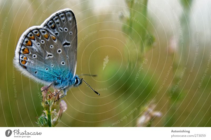 "SEHT MICH AN!!" Umwelt Natur Pflanze Tier Sommer Blume Gras Wiese Schmetterling 1 beobachten sitzen stehen schön blau mehrfarbig grün weiß Makroaufnahme Fühler