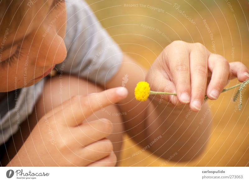 Ternura Kopf Auge Finger 1 Mensch 3-8 Jahre Kind Kindheit Natur Blume Feld Farbe natürlich Gänseblümchen Beautyfotografie Junge Freundlichkeit Bauerngarten