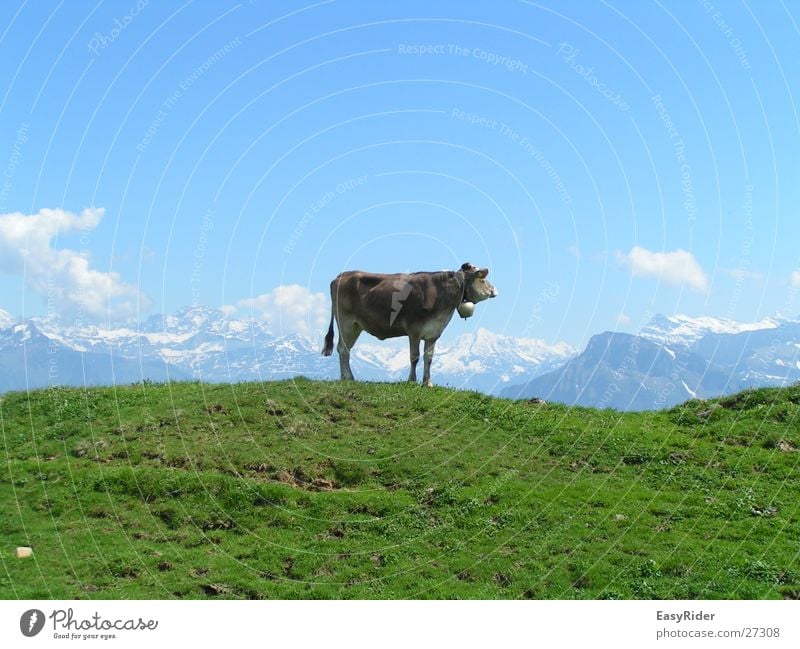 Muuuh Kuh Wiese Panorama (Aussicht) Glocke Weide Alpen Berge u. Gebirge groß