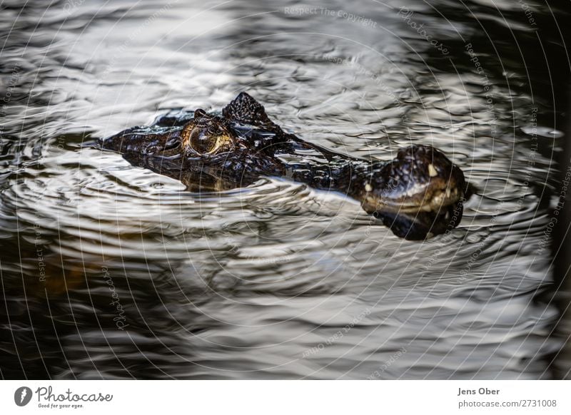 Kaiman Tier Wildtier 1 gefährlich Caiman Costa Rica Kanaltour Tortuguero Farbfoto Außenaufnahme Textfreiraum unten