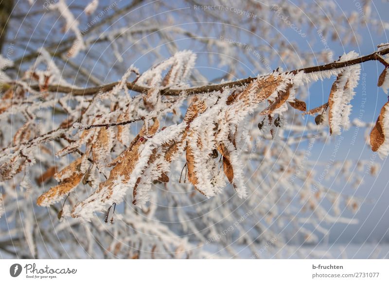 Winterschlaf Natur Eis Frost Schnee Baum Blatt Wald dehydrieren Vergänglichkeit Wandel & Veränderung Eiskristall Schneekristall kalt Farbfoto Außenaufnahme