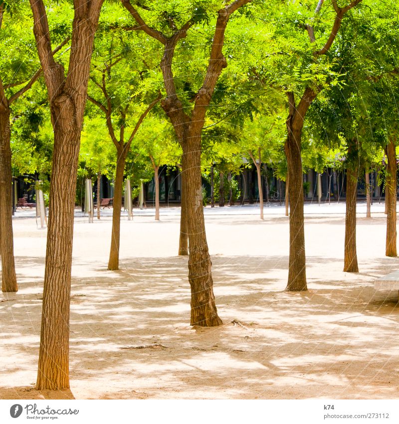 gang green Umwelt Natur Pflanze Sommer Schönes Wetter Baum Blatt Grünpflanze Garten Park Architektur leuchten Freundlichkeit Fröhlichkeit frisch saftig grün