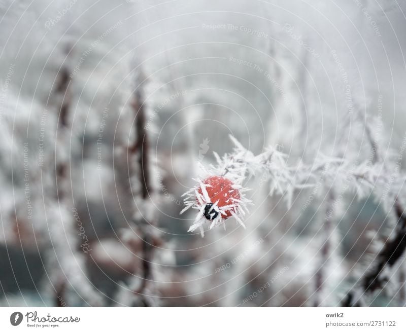 Stachelbeere Umwelt Natur Pflanze Eis Frost Schnee Sträucher Hagebutten Hundsrose Eiskristall Raureif frisch kalt Spitze stachelig rot weiß geduldig Hoffnung