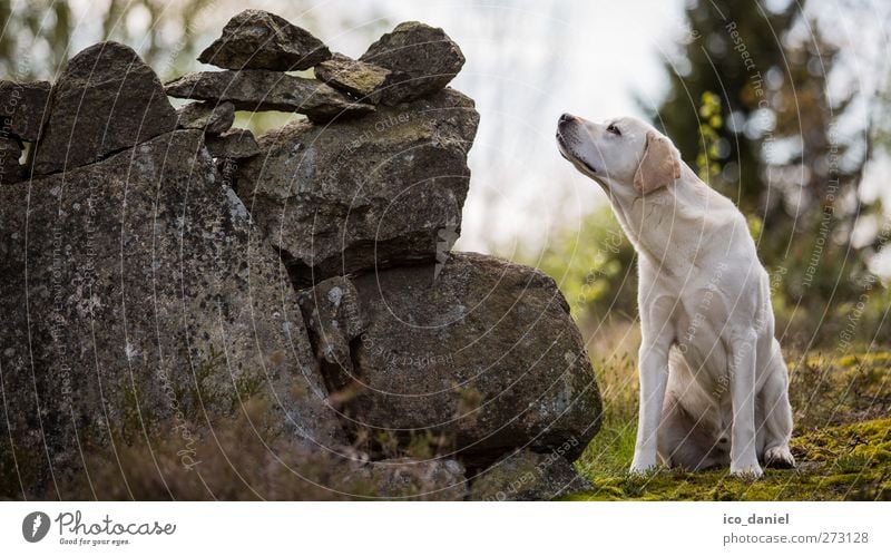 Schnüffeln die 2te Tier Haustier Hund Tiergesicht Fell Labrador 1 Neugier niedlich Originalität positiv grau grün weiß Sympathie Freundschaft Tierliebe Hoffnung