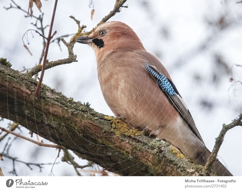 Eichelhäher im Baum Natur Tier Himmel Sonnenlicht Schönes Wetter Zweige u. Äste Wildtier Vogel Tiergesicht Flügel Krallen Schnabel Feder Auge 1 beobachten Blick