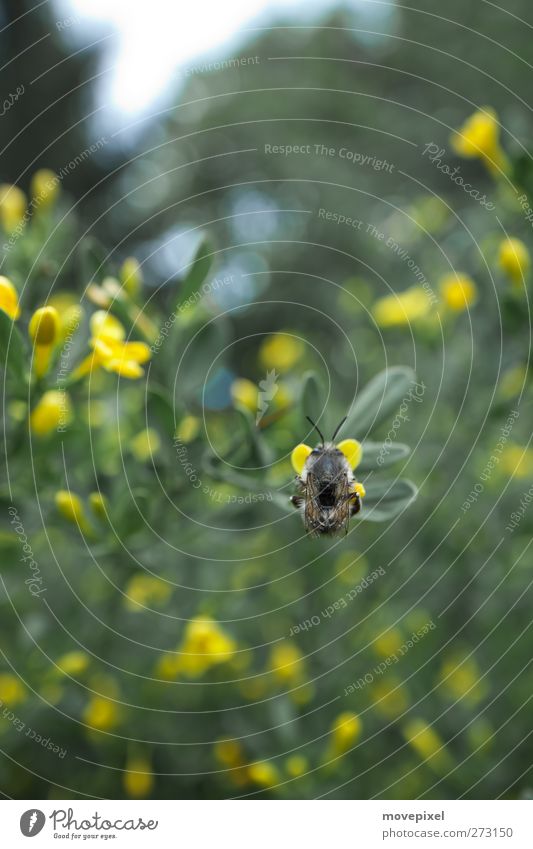 Bienensterben Pflanze Frühling Grünpflanze Nutztier 1 Tier krabbeln Natur Farbfoto Außenaufnahme Textfreiraum links Textfreiraum oben Textfreiraum unten Tag