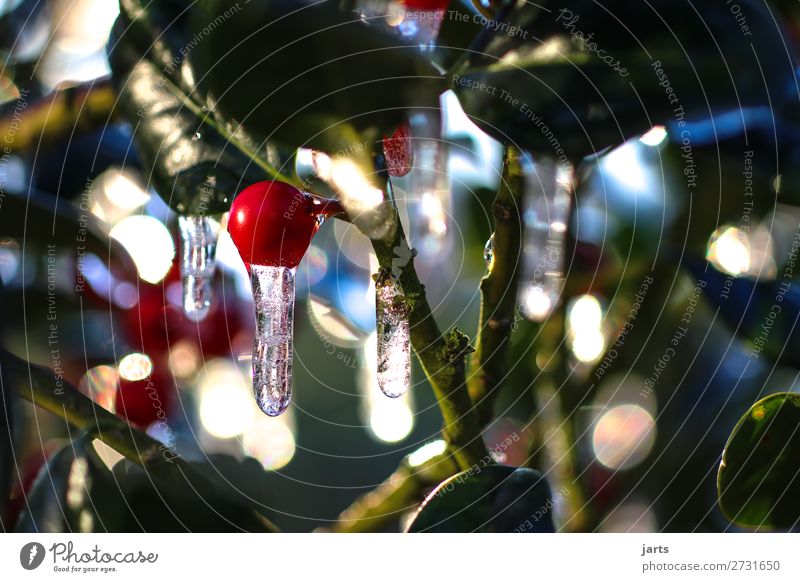 kalte tropfen Natur Pflanze Wassertropfen Eis Frost Baum Blatt frisch nass natürlich grün rot Eiszapfen Jahreszeiten Farbfoto mehrfarbig Außenaufnahme