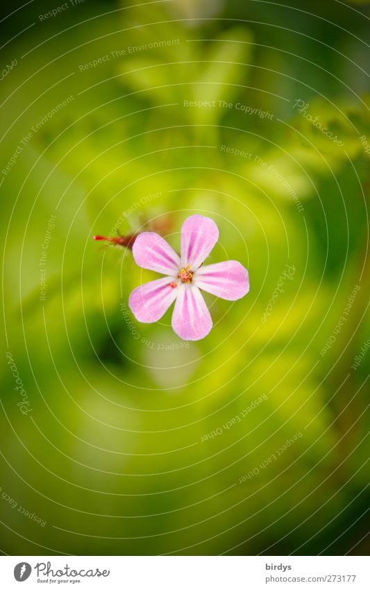 Storchschnabelblüte Natur Pflanze Frühling Sommer Schönes Wetter Blume Blüte Blühend leuchten Freundlichkeit frisch positiv schön grün rosa ästhetisch Farbe