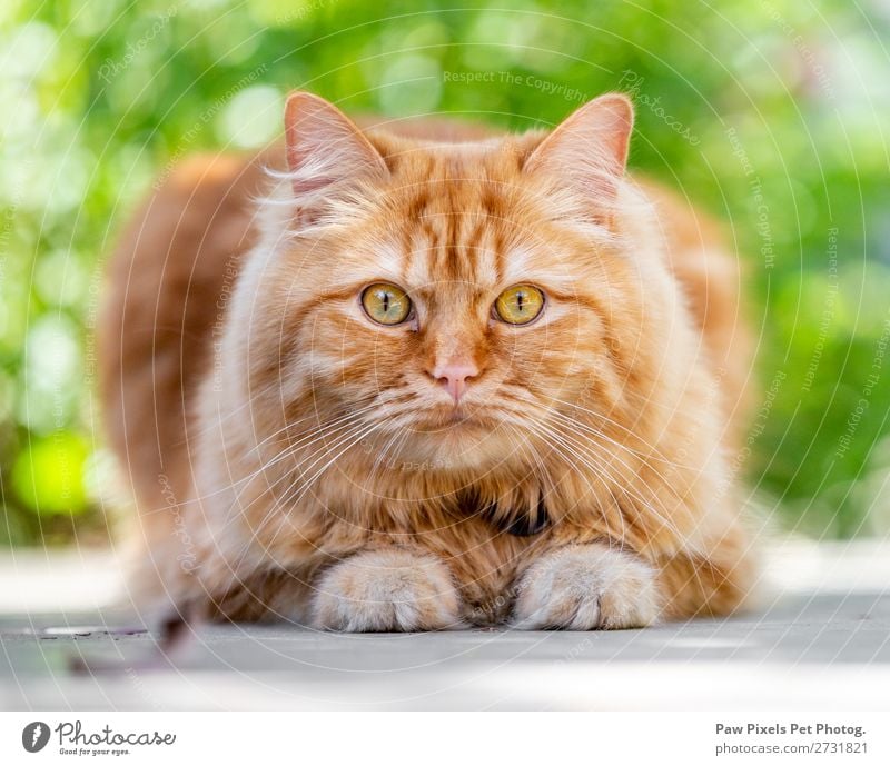 Eine Ingwer-Katze, die in die Kamera schaut. Tier Haustier Fell Pfote 1 liegen Katzenauge Katzenbaby Regenbogenhaut anschauend Appetit & Hunger majestätisch