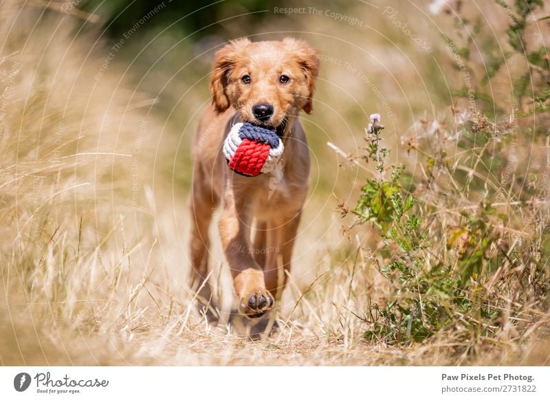 Ein Hund mit einem Ball Tier Haustier Tiergesicht Pfote 1 Tierjunges laufen tragen blau gelb gold orange rot weiß Golden Retriever Welpe Gras Farbfoto