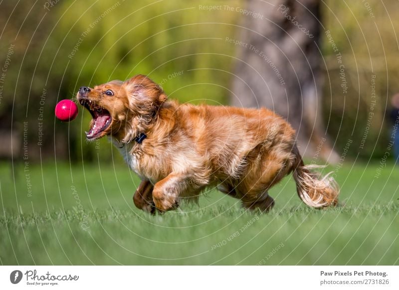 Ein spanischer Welpe, der einen Ball jagt. Gras Garten Park Wiese Feld Wald Tier Haustier Hund Tiergesicht 1 rennen springen Farbfoto Außenaufnahme Nahaufnahme