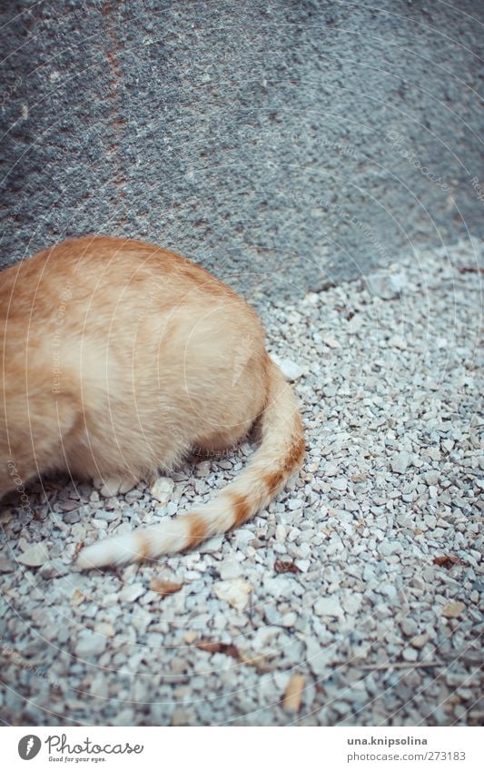 ze blond rothaarig Tier Haustier Katze Fell Schwanz 1 hocken liegen kuschlig natürlich weich beobachten Tigerfellmuster Kieselsteine Beton grau orange Farbfoto