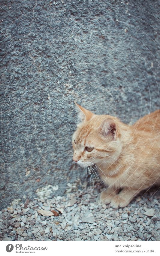 kat blond rothaarig Tier Haustier Katze Tiergesicht Fell Pfote 1 beobachten hocken liegen kuschlig niedlich wild weich Tigerfellmuster Kieselsteine Beton grau