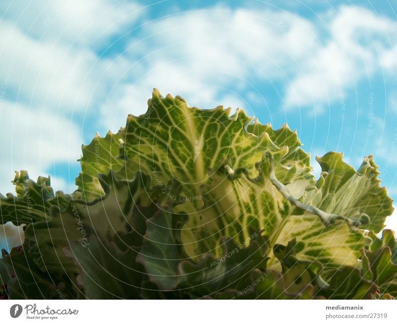 Kohlkopf und Himmel Kohlgewächse Wolken Lebensmittel Vegetarische Ernährung Blauer Himmel Experiment Gemüse