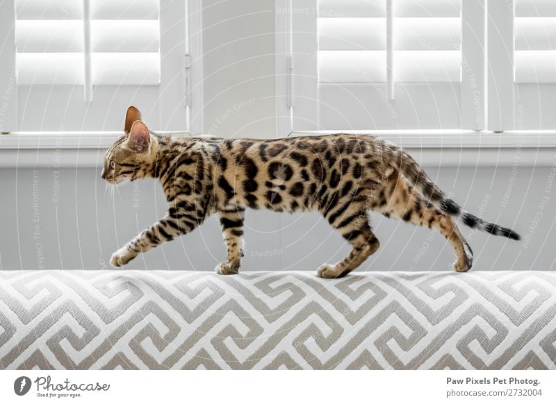 Eine bengalische Katze, die auf dem Rücken eines modernen Sofas spazieren geht. elegant Stil Design Häusliches Leben Wohnung Haus Innenarchitektur Stuhl Raum