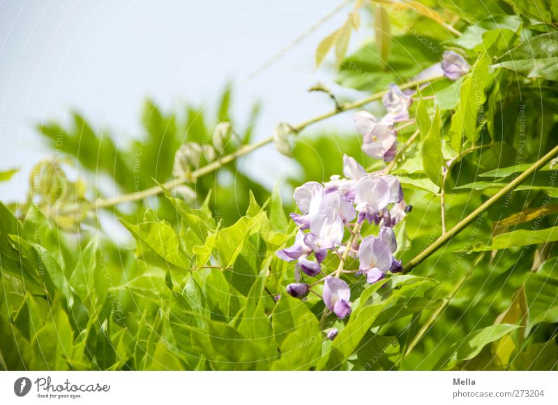 Blauregen Umwelt Natur Pflanze Blatt Blüte Grünpflanze Glyzinie Blühend Wachstum schön natürlich grün bewachsen Farbfoto Außenaufnahme Menschenleer Tag