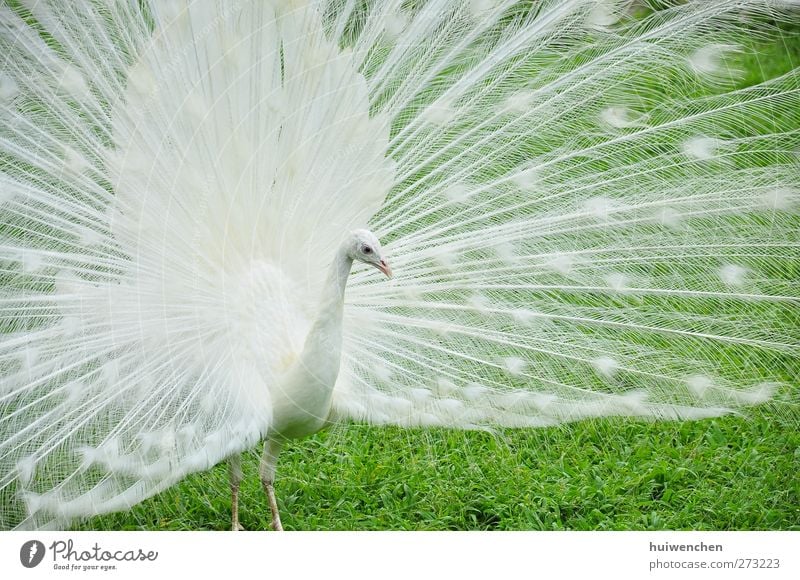 einsamer Pfau elegant schön Natur Tier Frühling Schönes Wetter Pflanze Gras Blatt Feld Wildtier Tiergesicht 1 stehen Coolness fantastisch gut natürlich weiß