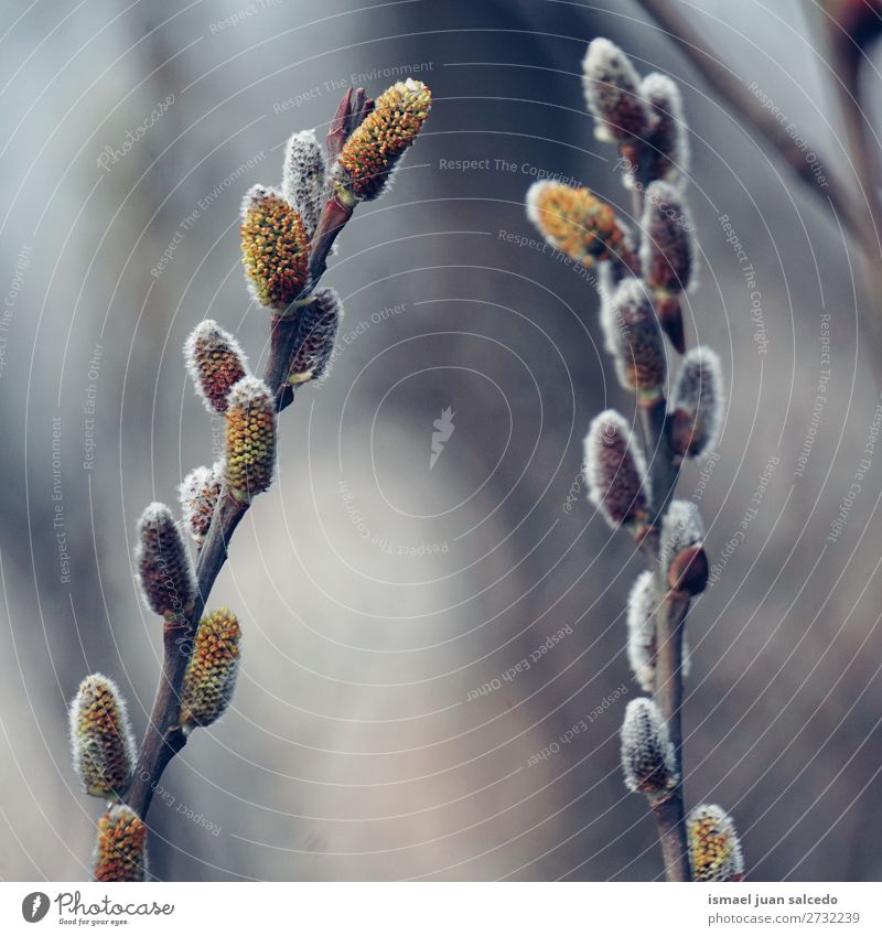 Äste Baum Niederlassungen Pflanze Blatt Farbe farbenfroh Garten geblümt Natur abstrakt Konsistenz Hintergrund Frühling Sommer Herbst Winter