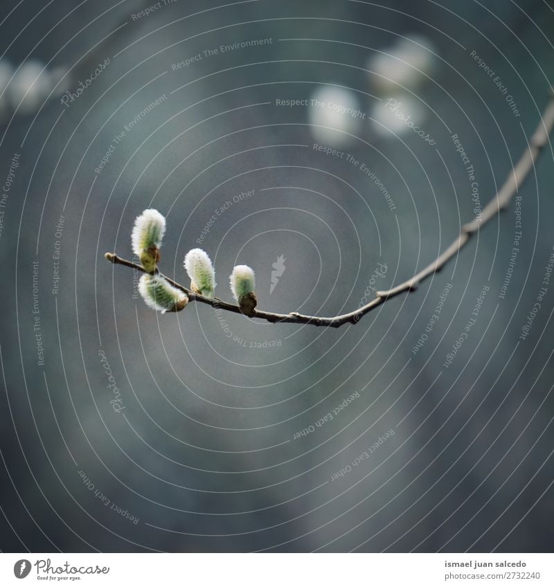 Äste Baum Niederlassungen Pflanze Blatt Farbe farbenfroh Garten geblümt Natur abstrakt Konsistenz Hintergrund Frühling Sommer Herbst Winter