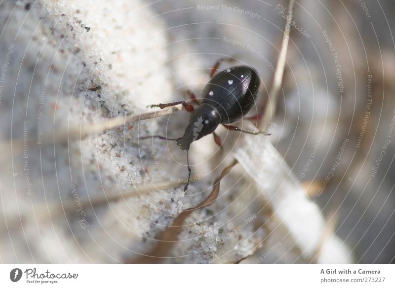 Hiddensee l das große Krabbeln Käfer 1 Tier krabbeln natürlich Neugier niedlich schwarz Insekt Strand Interesse Fühler Gedeckte Farben Außenaufnahme Nahaufnahme