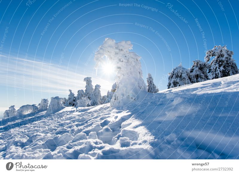 Winterwald II Natur Landschaft Pflanze Himmel Schönes Wetter Eis Frost Schnee Baum Nadelbaum Fichtenwald Berge u. Gebirge Harz Brocken blau braun weiß Wald