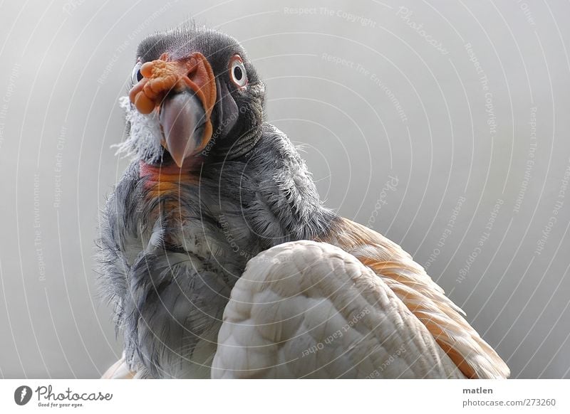 king Tier Vogel Tiergesicht Flügel 1 braun grau rot Blick in die Kamera Feder Schnabel Stirnglatze Königsgeier Farbfoto Außenaufnahme Nahaufnahme Menschenleer