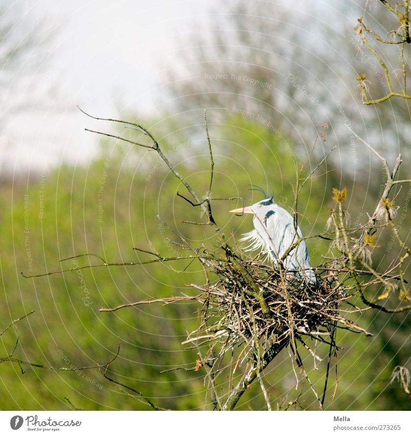 Geduld Umwelt Natur Pflanze Tier Baum Baumkrone Ast Wildtier Vogel Reiher Graureiher Nest 1 hocken warten natürlich Wachsamkeit geduldig ruhig Zeit einzeln