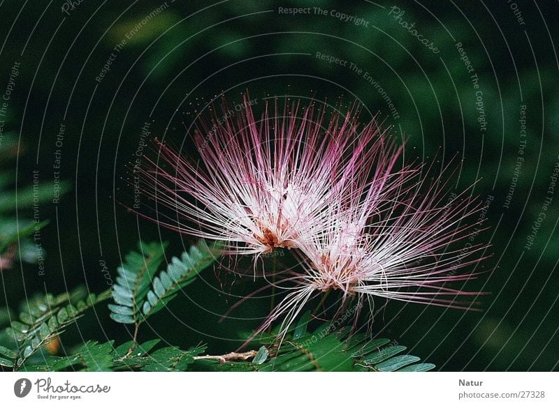 Mimosaceae am Auyan-Tepui (Venezuela) Mimosengewächse Blüte Baum Vollendung perfekt Sommer Tepui-Region Gran Sabana voll aufgeblüht in voller blüte