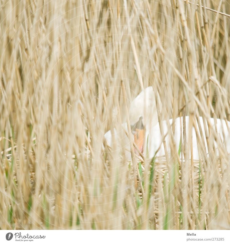 Mama Schwan, die Zweite Umwelt Natur Pflanze Tier Gras Schilfrohr Halm Wildtier 1 bauen hocken sitzen natürlich Sicherheit Schutz Geborgenheit brütend