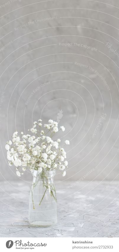 Blumenstrauß aus kleinen weißen Blüten im Glas Flasche schön Dekoration & Verzierung Valentinstag Hochzeit Frau Erwachsene grau Gypsophila neutral Pastell