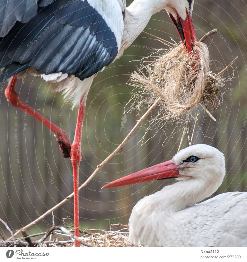 Arbeitsaufteilung Natur Tier Frühling Wildtier Vogel 2 Tierpaar Tierfamilie bauen gebrauchen Storch Gelege brütend Stroh Nestbau Nestwärme Farbfoto