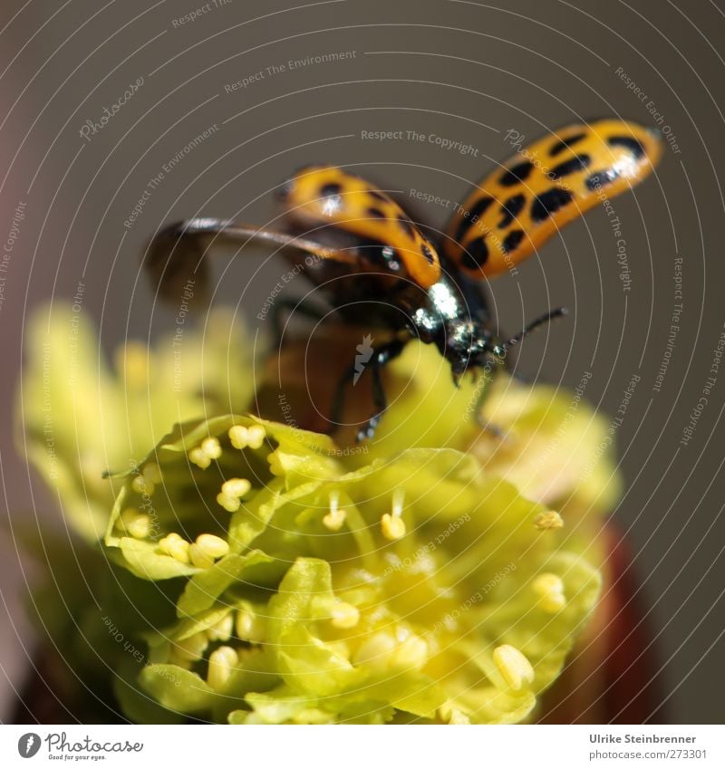 Frühlingsstart Natur Pflanze Tier Kastanie Kastanienblüte Wald Nutztier Wildtier Käfer Flügel Marienkäfer 1 Bewegung Blühend fliegen glänzend hocken leuchten