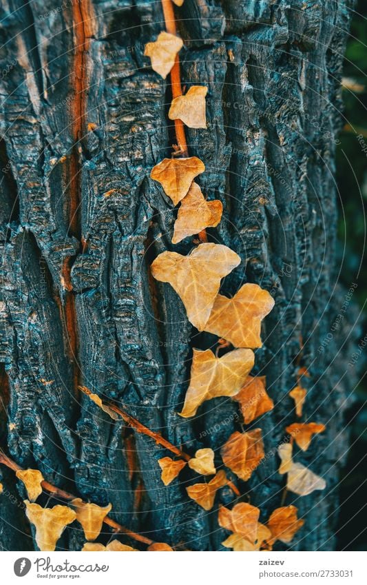 Hedera-Helix-Blatt Gemeine Efeu englischer Efeu Europäischer Efeu araliaceae starkwüchsig anhänglich Immergrün Wein Klettern Kletterpflanze hedera acuta