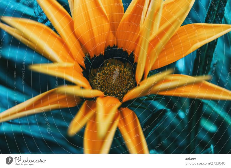 Detail einer gelben Blume der Gazania rigens Gazanie Schatzblume Asteraceae ornamental Blatt Blätter Blütenblätter Staubblätter Blütenstempel gold schwarz weich